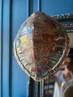 Schildpad schild opgezet, Antiek en Kunst, Ophalen of Verzenden