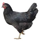 Araucana met staart kippen mint groene eieren, Vrouwelijk, Kip