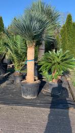 Yucca Rostrata -18gr winterhard alle maten, Tuin en Terras, Planten | Bomen, 100 tot 250 cm, Zomer, Palmboom, Ophalen