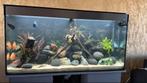 aquarium 120 cm, Ophalen of Verzenden, Leeg aquarium