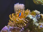 Tepelanemoon met een koppel Amphiprion frenatus Tank Bred, Overige typen, Zoutwatervis