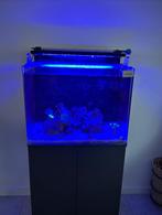 Blue Marine 120L zeeaquarium met stille nieuwe apparatuur, Dieren en Toebehoren, Ophalen, Gebruikt, Gevuld zeewateraquarium