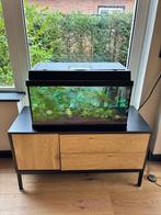 Aquarium compleet, Dieren en Toebehoren, Vissen | Aquaria en Toebehoren, Ophalen, Zo goed als nieuw, Gevuld zoetwateraquarium