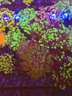 Diverse koraal stekjes , LPS, zoanthussen, torch etc, Dieren en Toebehoren, Ophalen, Gevuld zeewateraquarium