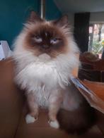 Ragdoll katers herplaatser en oudere kitten, Kater, Gechipt