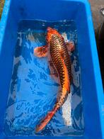Grote Kujaku Koi – 77 cm – 3 jaar – Eyecatcher vijver!, Karper of Koi