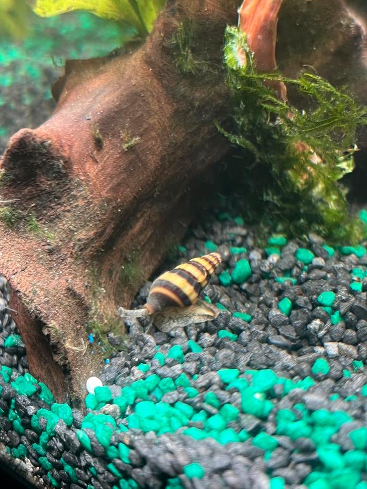 2x Anatome Helena (slakken-eter), Dieren en Toebehoren, Vissen | Aquariumvissen, Slak of Weekdier