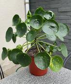 PANNENKOEKPLANT, Huis en Inrichting, Kamerplanten, Ophalen, Overige soorten, Halfschaduw, In pot