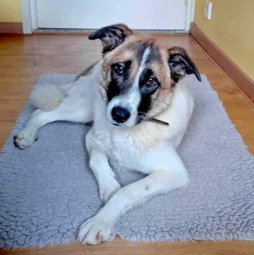 URGENT HELP LIEVE BORIS IS ERG ONGELUKKIG VERBLIJFT IN NL beschikbaar voor biedingen