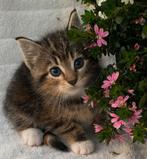 mooie lieve kittens., Dieren en Toebehoren, Katten en Kittens | Overige Katten, Poes