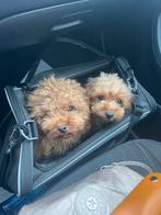 Toypoedel pup, Poedel, Parvo, Reu, 8 tot 15 weken