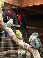 Koppel rosellas, Dieren en Toebehoren, Meerdere dieren, Parkiet