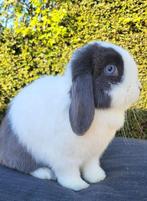 Mini lop voedster, Dieren en Toebehoren, Konijnen, Vrouwelijk, Klein, Hangoor, 0 tot 2 jaar