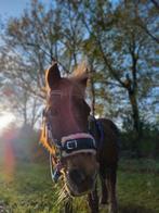 Shetlander merrie te koop, Ophalen of Verzenden
