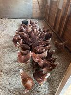 Brown nick legkippen leghennen, Dieren en Toebehoren, Pluimvee, Vrouwelijk, Kip