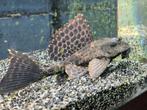 Hele mooie zeilvin pleco, Vis