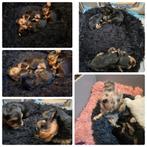 Yorkse Terriër te koop, Dieren en Toebehoren, Honden | Jack Russells en Terriërs, Yorkshire Terriër, Reu, CDV (hondenziekte), 8 tot 15 weken