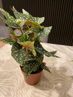 Begonia Maculata - Stippenplant, Overige soorten, Vaste plant, Ophalen of Verzenden, Halfschaduw