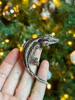 Striped gargoyle nakweek, Hagedis, Tam, 0 tot 2 jaar