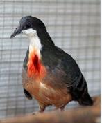 Dolksteekduif te koop, Dieren en Toebehoren, Vogels | Duiven, Mannelijk, Overige soorten