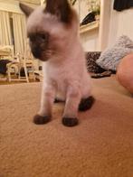 Britse langhaar /Britse kort haar blauwe ogen 9 weken, Dieren en Toebehoren, Katten en Kittens | Raskatten | Korthaar, Meerdere dieren