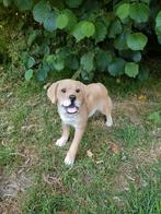 Golden Retriever, Ophalen, Nieuw, Kunststof, Dierenbeeld