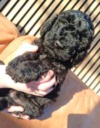 Nog 1 Cockapoo pup beschikbaar!, Particulier, Rabiës (hondsdolheid), Meerdere, 8 tot 15 weken