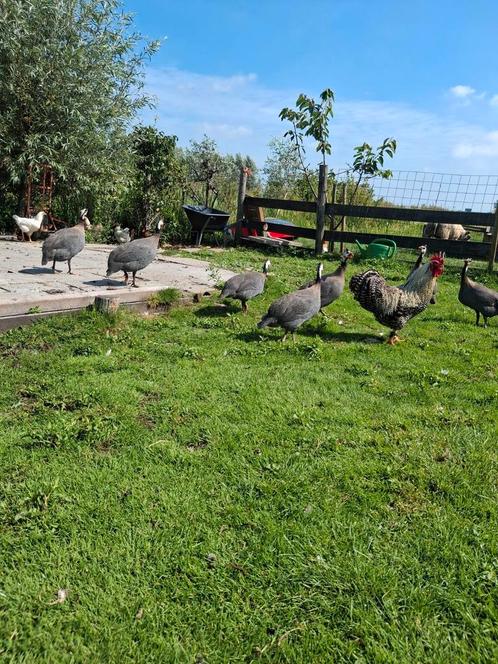 Parelhoender te koop! Hennen en hanen!, Dieren en Toebehoren, Pluimvee, Overige soorten, Meerdere dieren