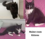 3 prachtige Maine Coon kittens, Dieren en Toebehoren, Katten en Kittens | Overige Katten, Meerdere dieren, Langharig, 0 tot 2 jaar