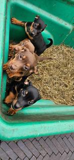 Jack Russel pups, Jack Russell Terriër, CDV (hondenziekte), 8 tot 15 weken, Meerdere