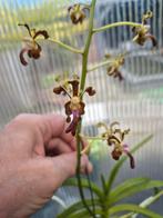 Vanda liouvillei in bloei, Huis en Inrichting, Kamerplanten, Ophalen of Verzenden, Overige soorten, Minder dan 100 cm