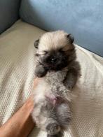 Schattige Pomeranian puppy’s zoeken een liefdevol thuis, Dieren en Toebehoren, Honden | Niet-rashonden, Reu, 8 tot 15 weken, Meerdere