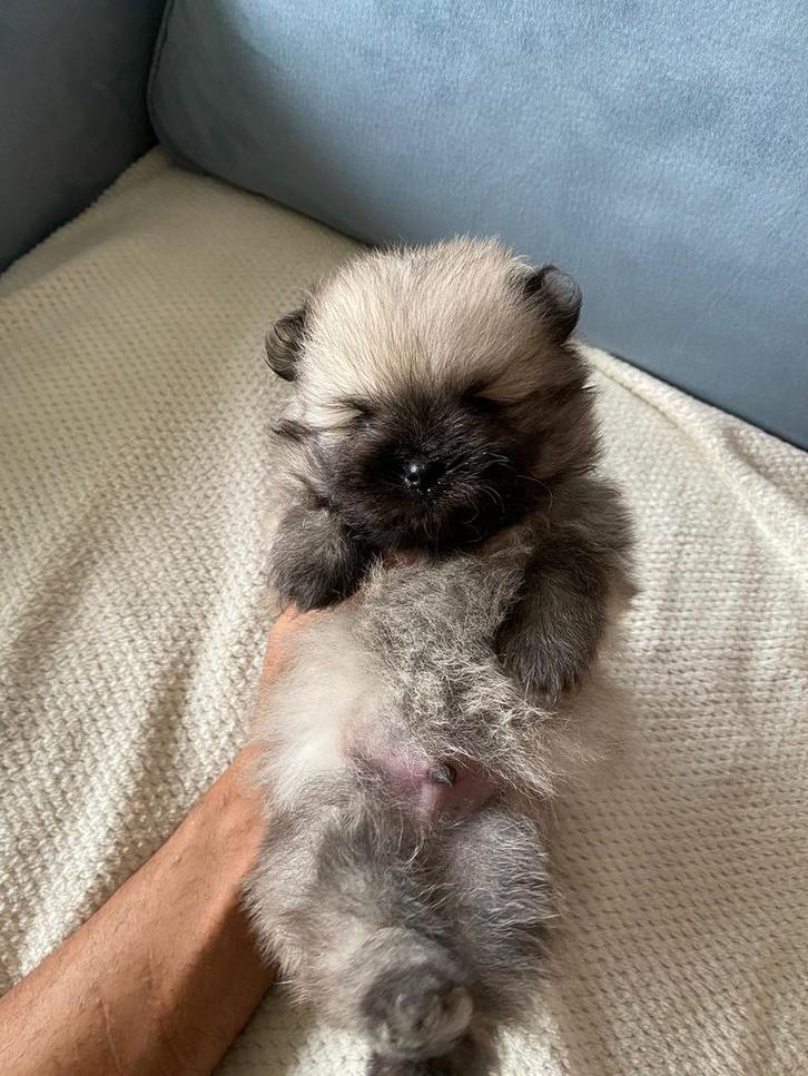Schattige Pomeranian puppy’s zoeken een liefdevol thuis, Dieren en Toebehoren, Honden | Niet-rashonden, Klein, Reu, Particulier
