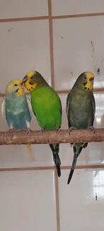 Te koop grasparkieten, Dieren en Toebehoren, Vogels | Parkieten en Papegaaien, Meerdere dieren, Parkiet