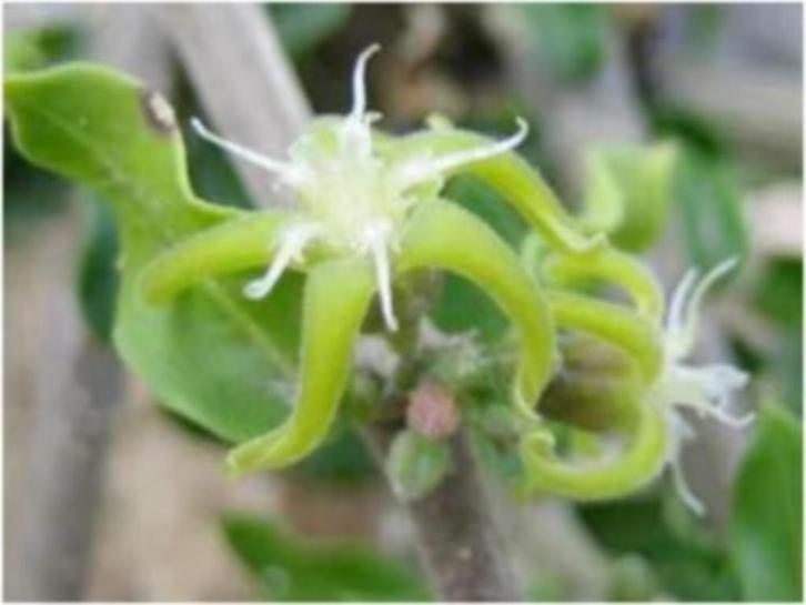 Caudex plant Fockea Edulis in de 18 cm pot., Huis en Inrichting, Kamerplanten, Overige soorten, Minder dan 100 cm, Bloeiende kamerplant