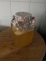 Biologische kombucha scoby met startvloeistof, Diversen, Ophalen of Verzenden