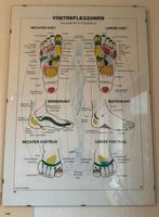 Anatomie poster, Verzamelen, Posters, Met lijst, Sport, A1 t/m A3, Zo goed als nieuw