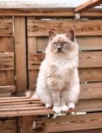 GEZOCHT: ragdoll kitten, Kater