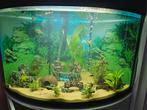 mooi Hoekaquarium met meubel, Ophalen, Zo goed als nieuw