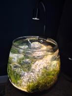 Bioart, Ophalen, Zo goed als nieuw, Plant(en), Steen of Hout