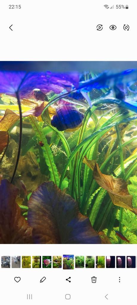 Roze appelslak, Dieren en Toebehoren, Vissen | Aquariumvissen, Zoetwatervis, Slak of Weekdier