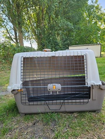 Reisbench hond beschikbaar voor biedingen