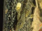 Algeneter, Dieren en Toebehoren, Vissen | Aquariumvissen, Vis, Zoetwatervis