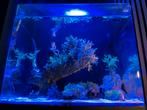 Blue marine Reef Complete Zeeaquarium, Dieren en Toebehoren, Ophalen of Verzenden, Zo goed als nieuw, Leeg aquarium