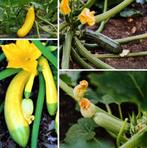Courgette zaden, Verzenden, Zaad