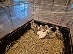 14 parelhoenders 2weken oud, Dieren en Toebehoren, Pluimvee, Meerdere dieren, Overige soorten