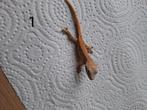 Lw wimpergekko, Dieren en Toebehoren, Hagedis
