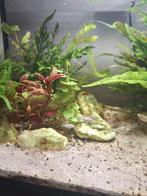 Hoogvin karpertjes en vuur garnaaltjes, Kreeft, Krab of Garnaal