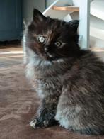 Britselanghaar/ragdoll kitten, Dieren en Toebehoren, Katten en Kittens | Raskatten | Langhaar, Poes