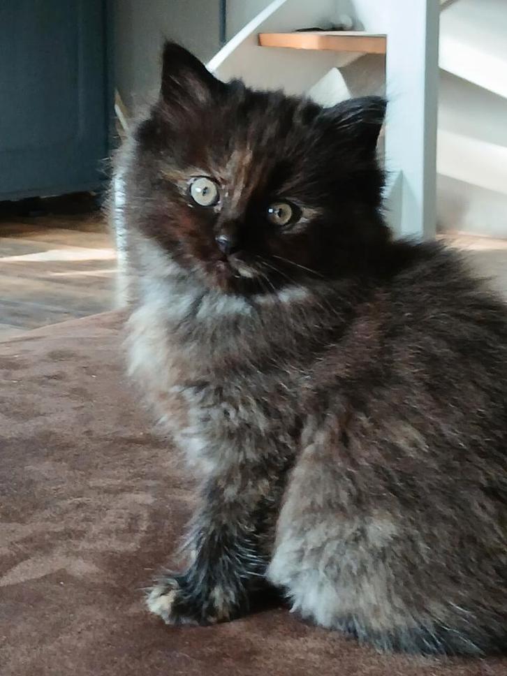 Britselanghaar/ragdoll kitten, Dieren en Toebehoren, Katten en Kittens | Raskatten | Langhaar, Poes